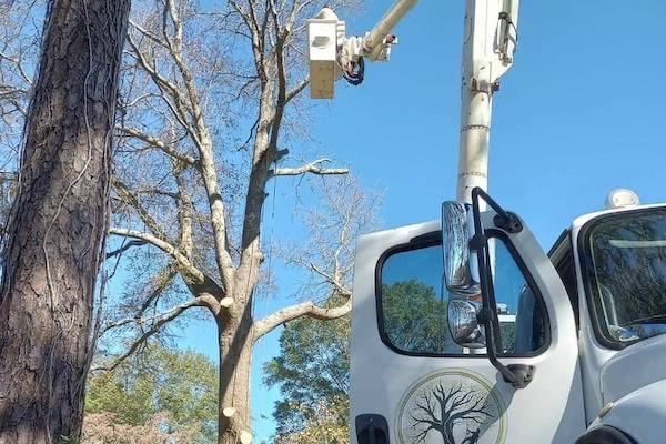 Tree Removal Company